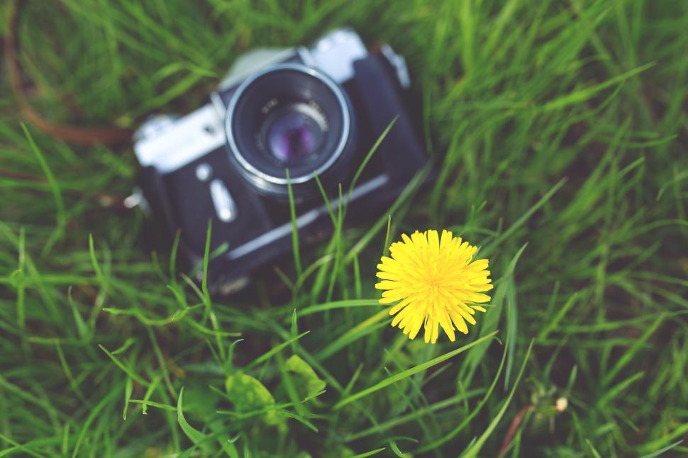 Free Image of Camera Beside Dandelion in Grass 