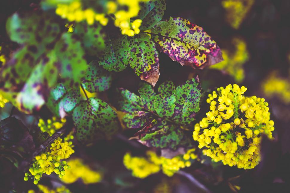 Free Image of Close Up of a Bunch of Yellow Flowers 
