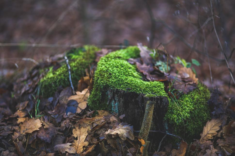 Free Image of Moss Covered Tree Stump in the Woods 