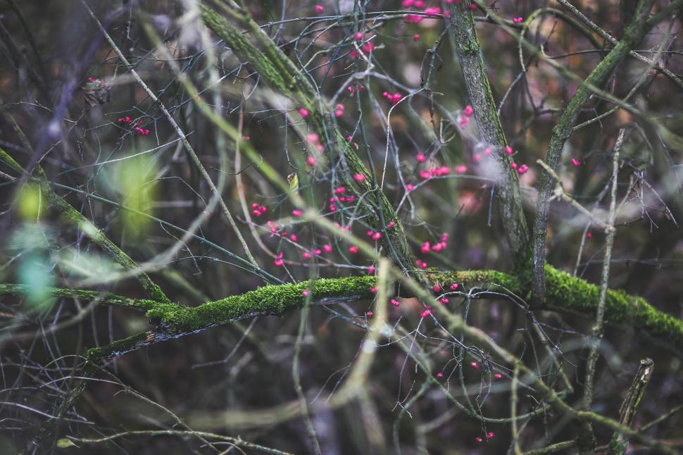 Free Image of Green Branch With Pink Berries 