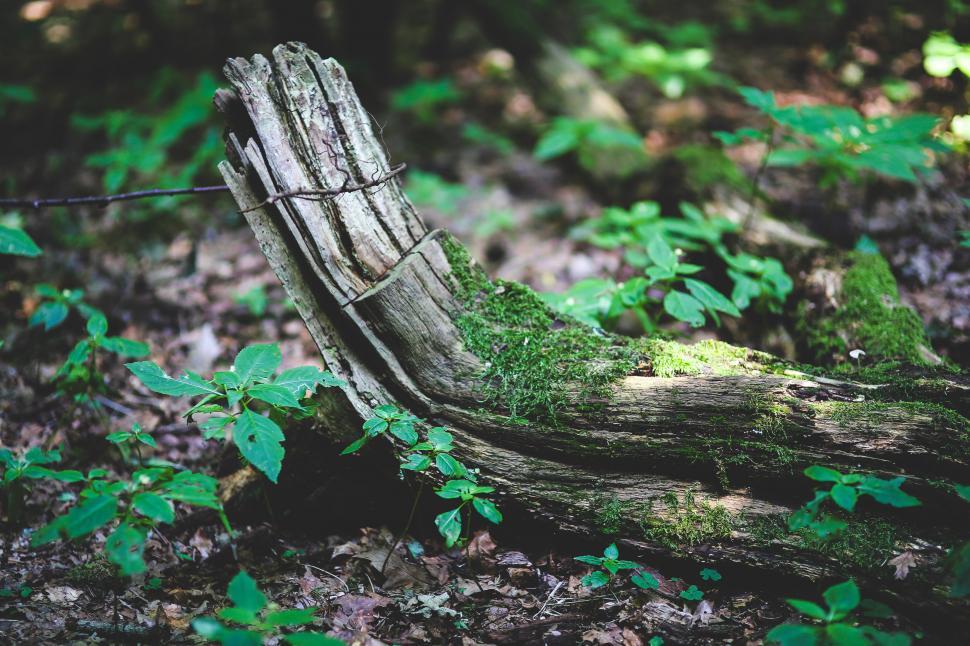 Free Image of Piece of Wood on Forest Floor 