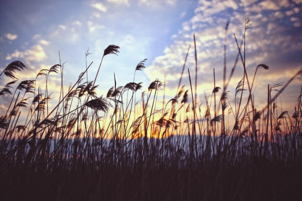 Free Image of Clouds Lake Phragmites Sunset background grass nature organic reed field landscape sky grass summer meadow clouds horizon outdoor environment spring rural wheat cloud outdoors countryside plant tree season outside sunny country agriculture cereal scenery sun weather forest natural scenic scene day 