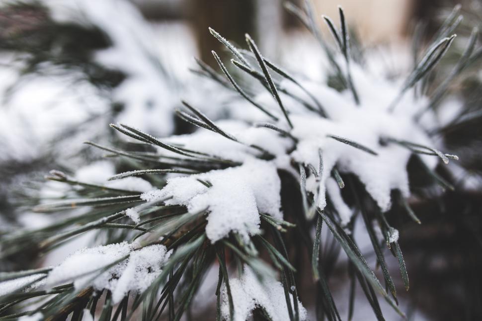 Free Image of Close Up of a Snow-Covered Pine Tree 