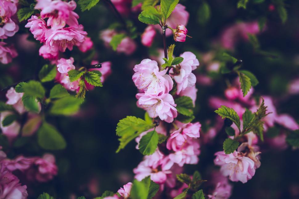 Free Image of Cluster of Pink Flowers With Green Leaves 
