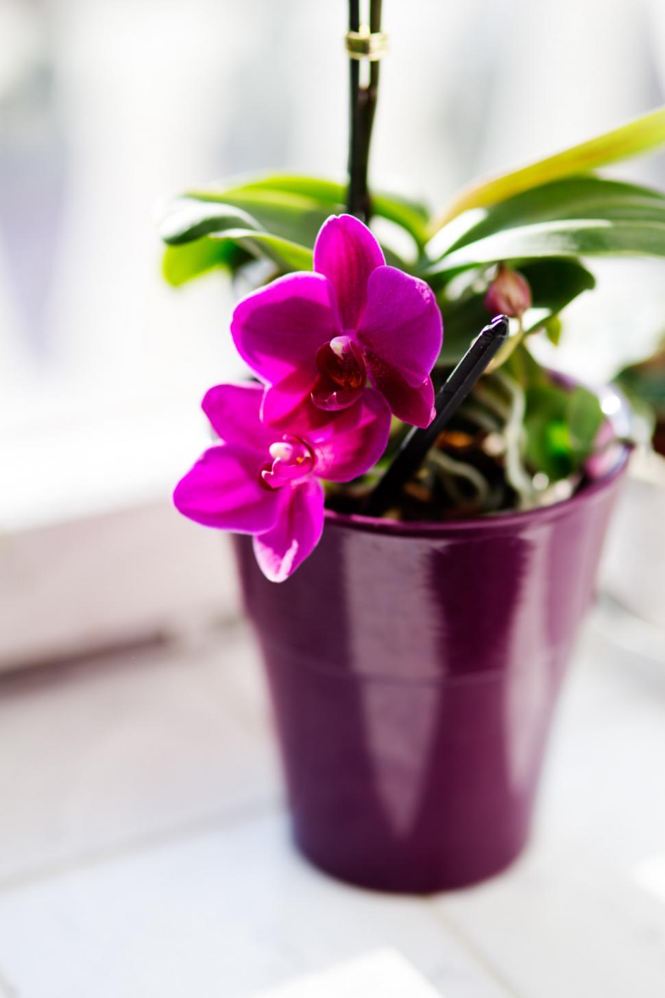 Free Image of Purple Potted Plant on Window Sill 
