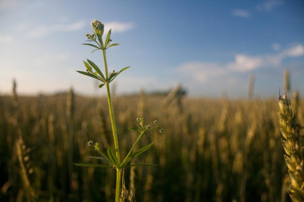 Free Image of Plant in Field With Blue Sky Background 
