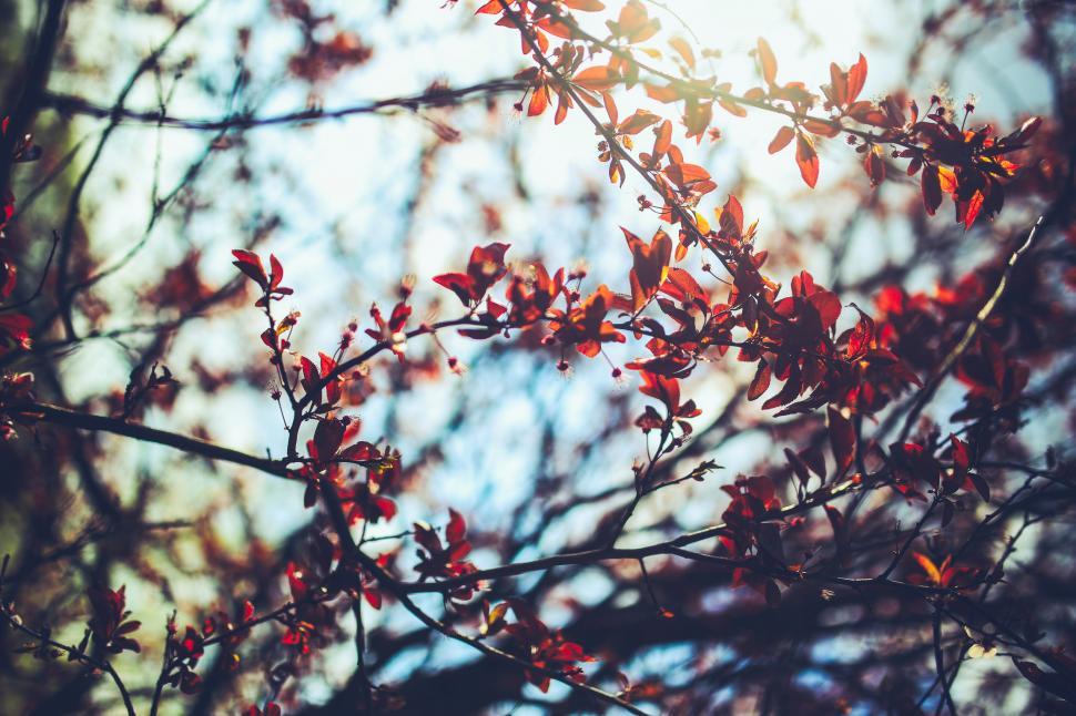 Free Image of Tree Branch With Red Leaves in the Sunlight 
