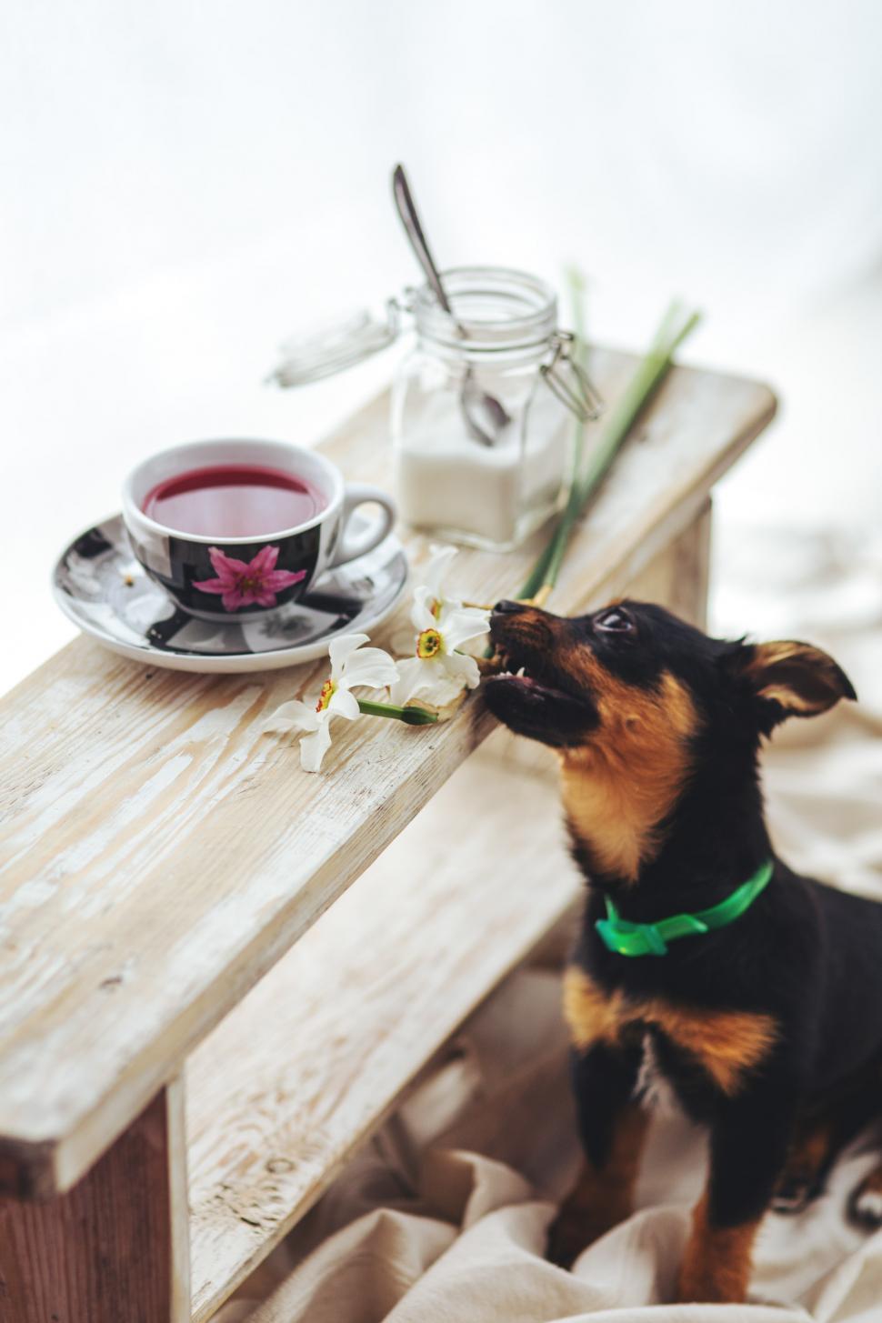 Free Image of Small Dog Sitting on Bench Next to Cup of Coffee 