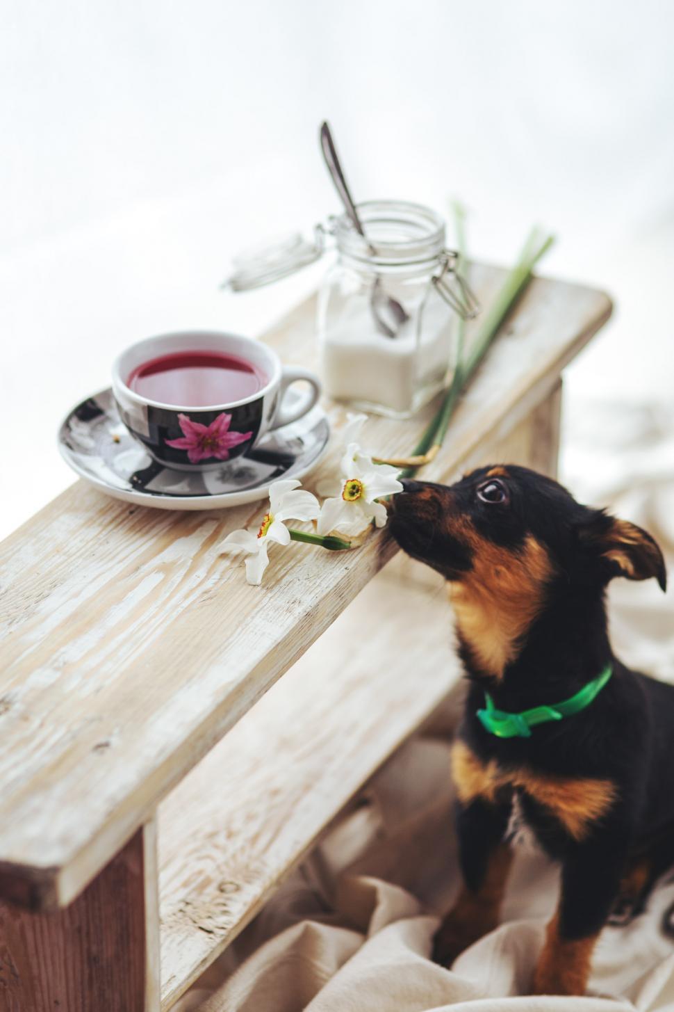 Free Image of Small Black and Brown Dog Sitting on Wooden Bench Next to Cup 