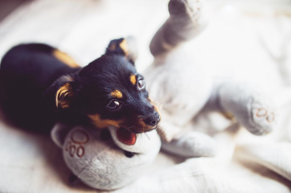 Free Image of Bear Cute Dog Puppy Small Teddy pet sweet dog toy dog toy terrier canine domestic animal miniature pinscher watchdog animal pinscher chihuahua 