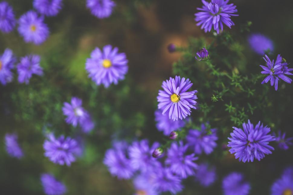 Free Image of Purple Flowers Sprouting in Grass 