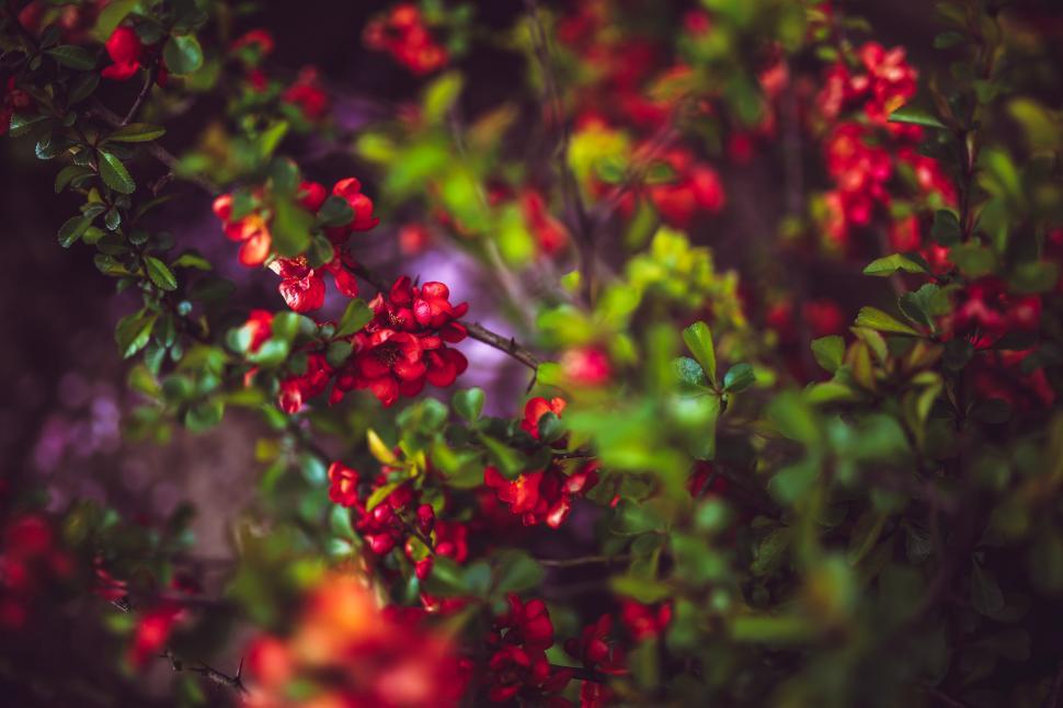 Free Image of Bush With Red Flowers and Green Leaves 