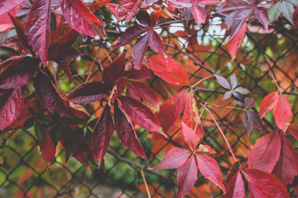 Free Image of Red Leaves on a Tree Behind a Chain Link Fence 