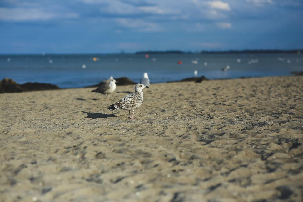 Free Image of Group of Birds Standing on Sandy Beach 
