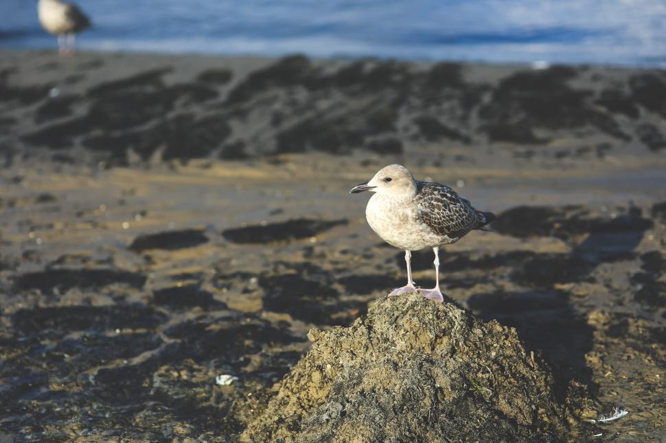 Free Image of Seagull Standing on Rock on Beach 