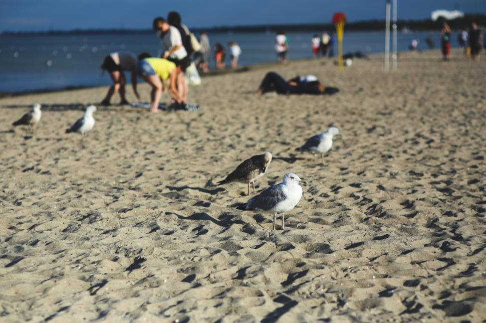 Free Image of Flock of Birds Standing on Sandy Beach 
