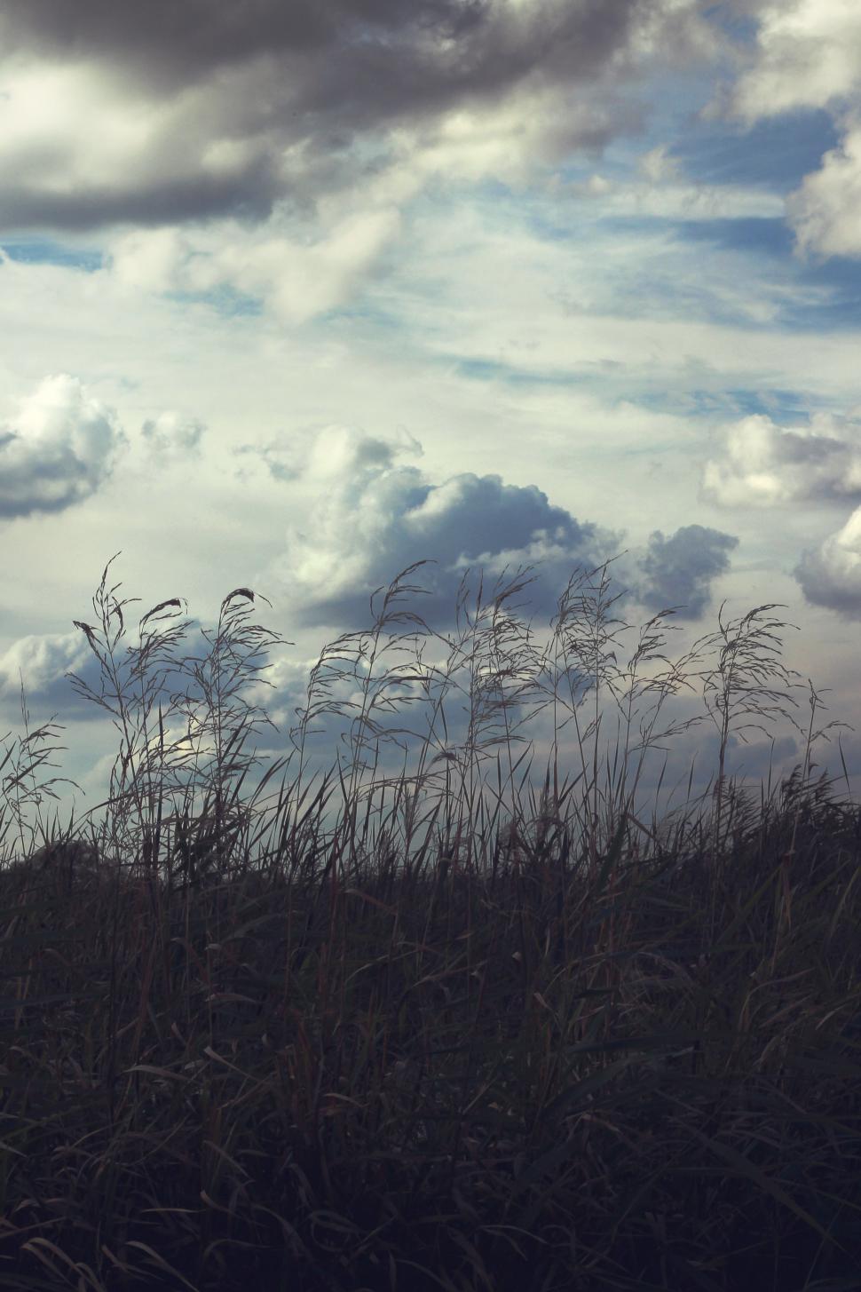 Free Image of Tall Grass and Clouds in Black and White 