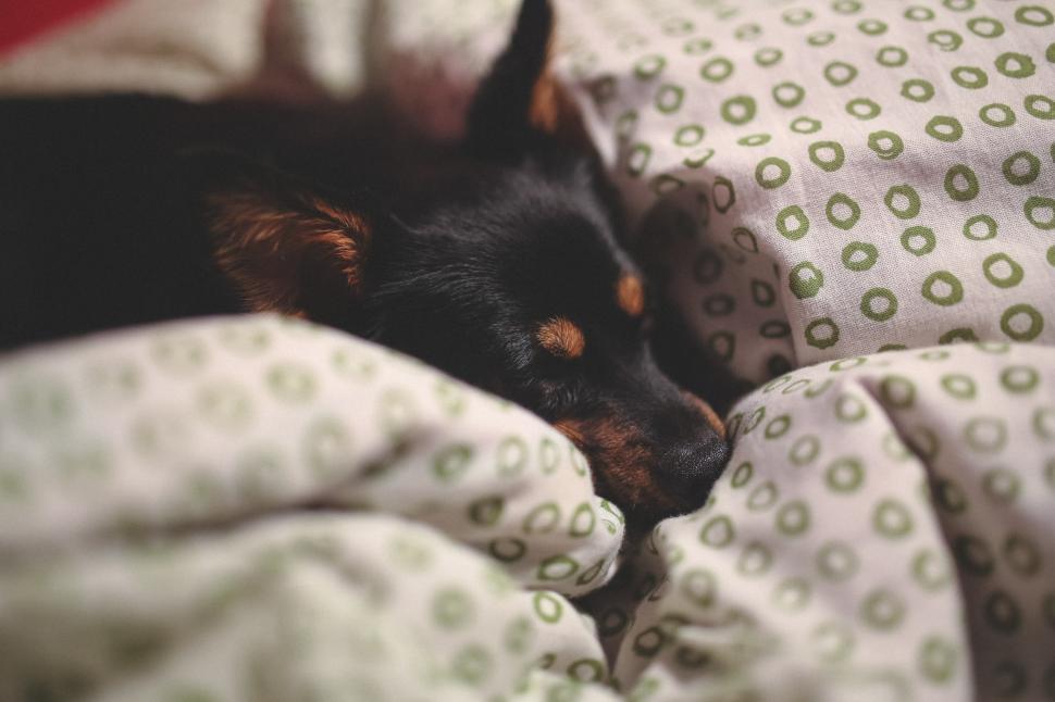 Free Image of Small Black Dog Sleeping on Top of a Bed 
