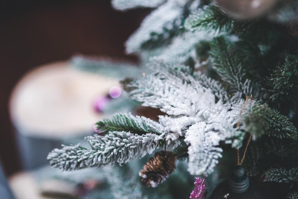 Free Image of Close Up of a Snow-covered Christmas Tree 