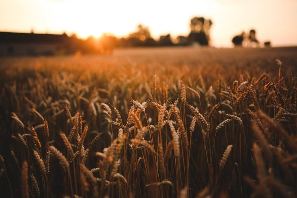 Free Image of Sunset Over Wheat Field 