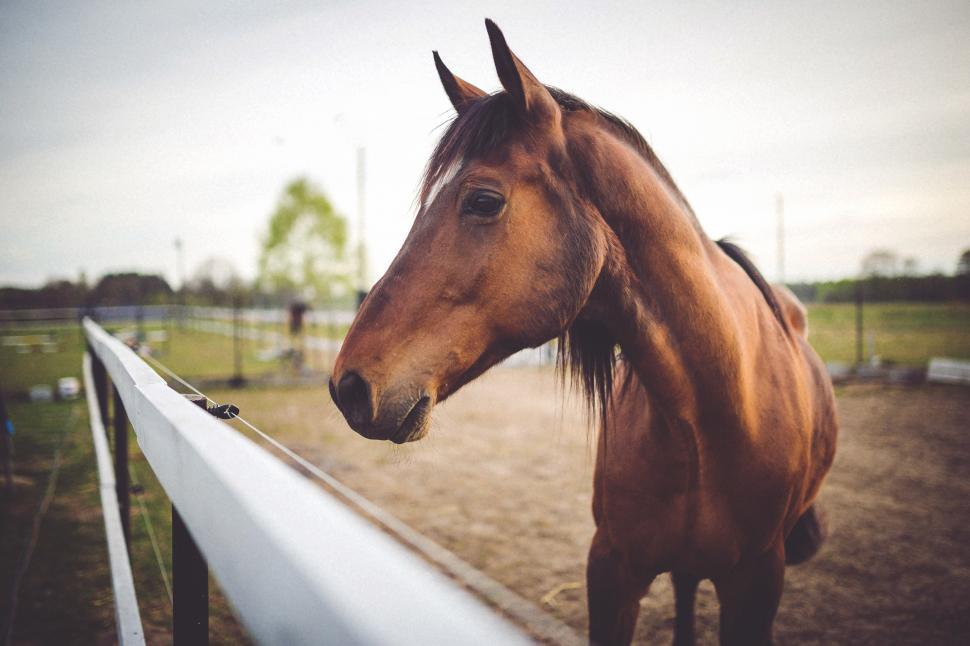 Free Image of Brown Horse Standing Next to White Fence 