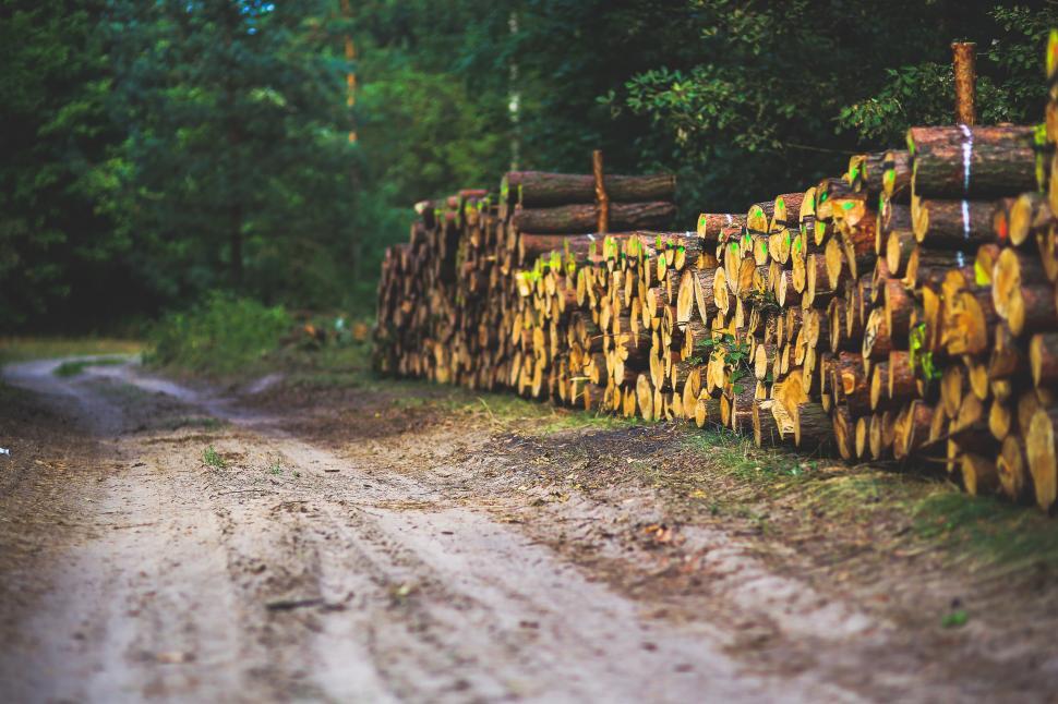 Free Image of Heap of Logs Next to Dirt Road 