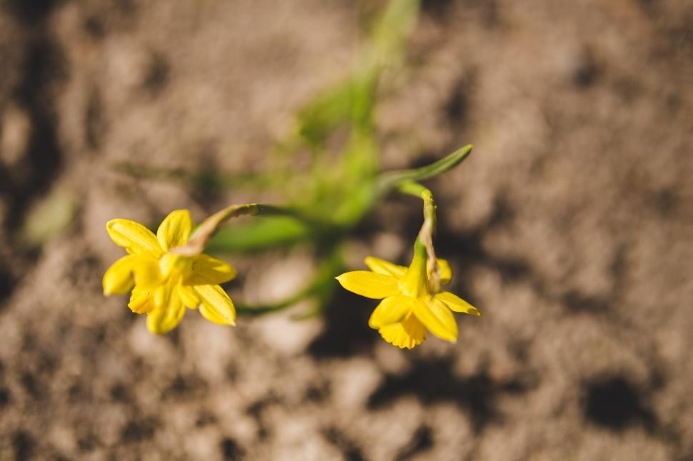 Free Image of Small Yellow Flower Close Up 