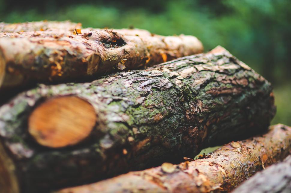 Free Image of Stack of Logs on Green Forest 