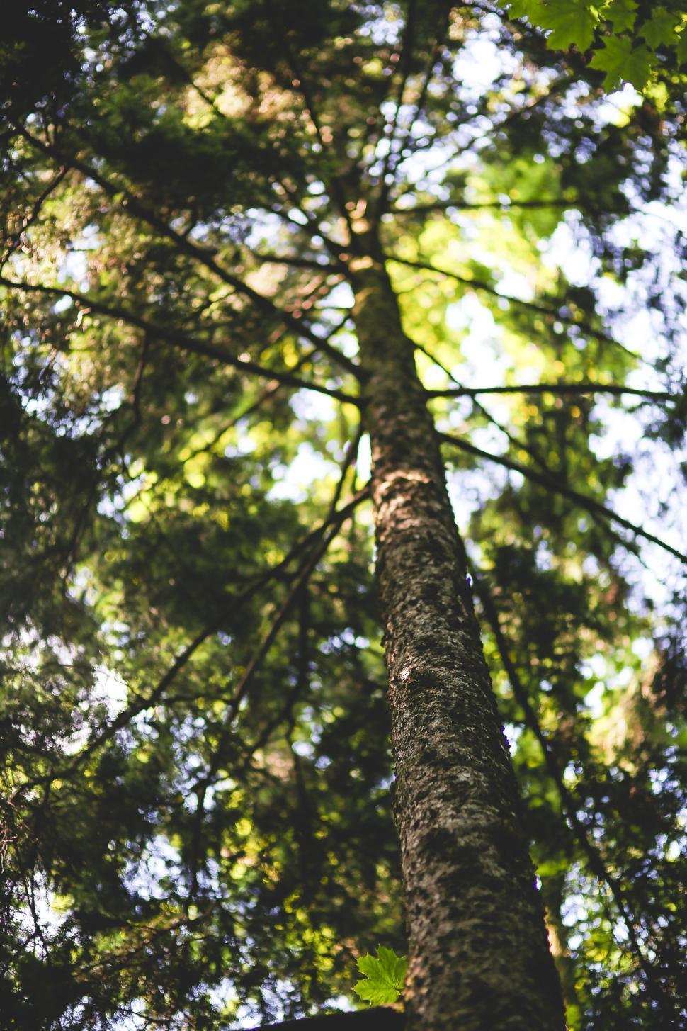 Free Image of Tall Tree Amidst Forest 