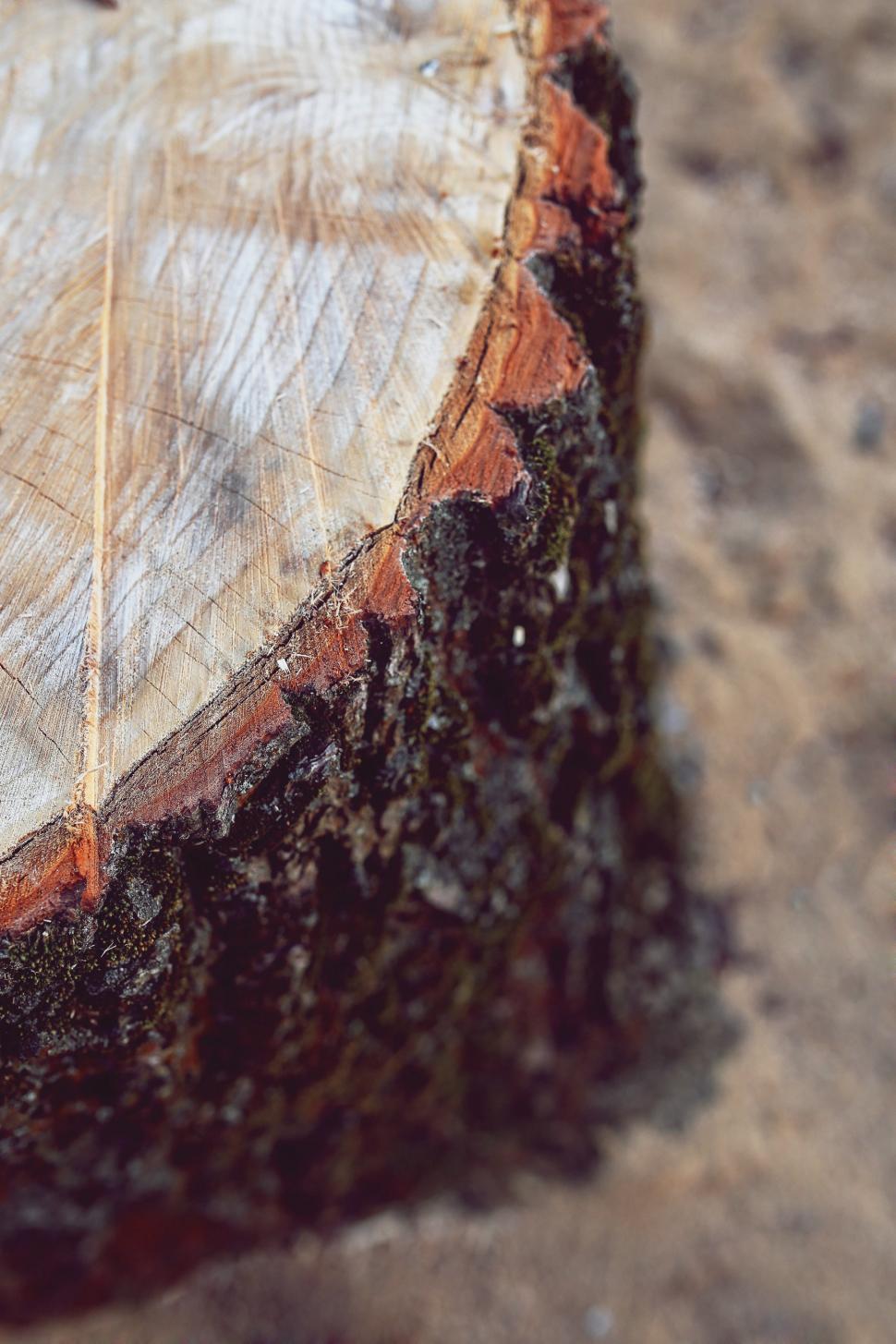 Free Image of Cross-section of a Wooden Plank 