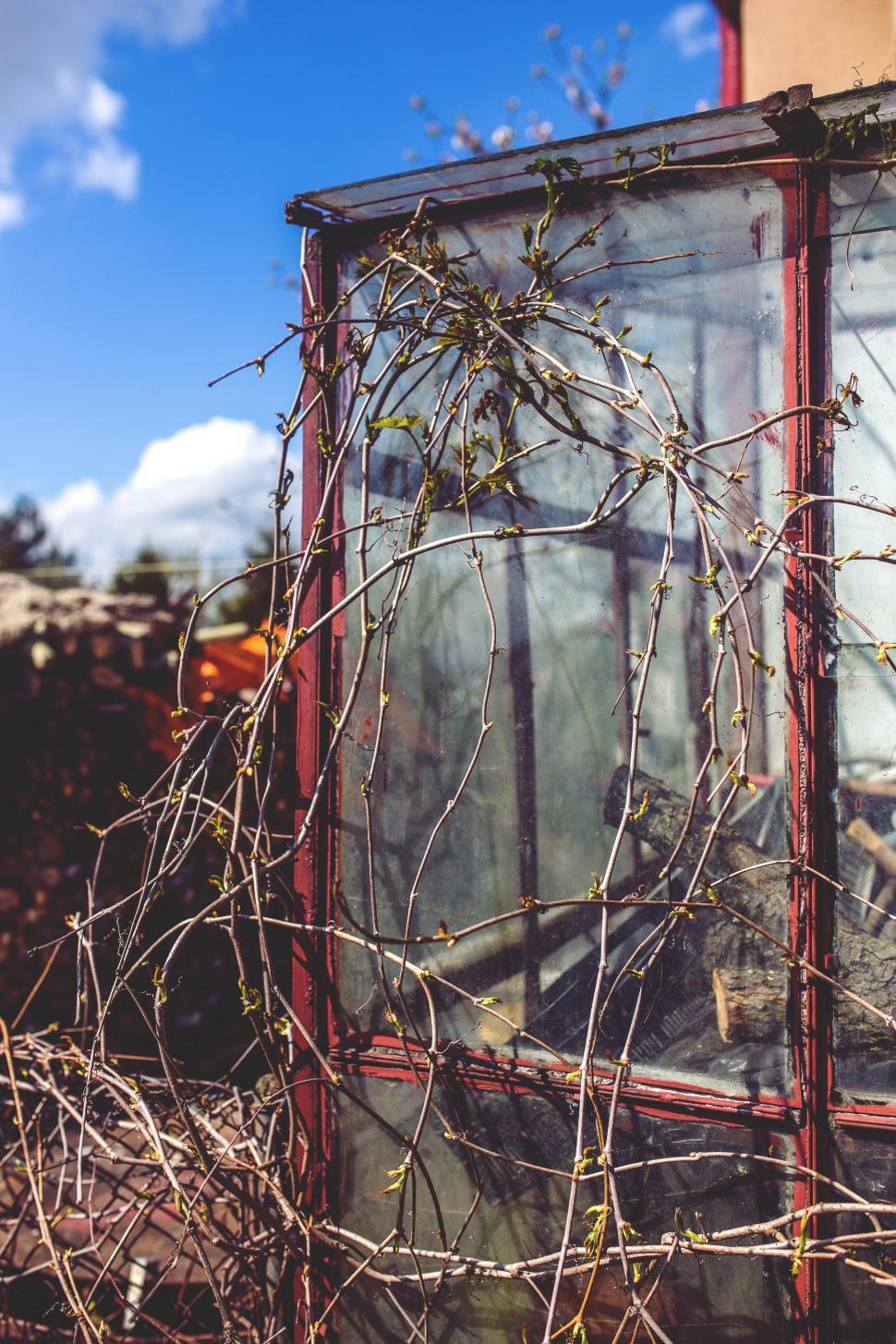 Free Image of Old Window Overgrown With Vines 