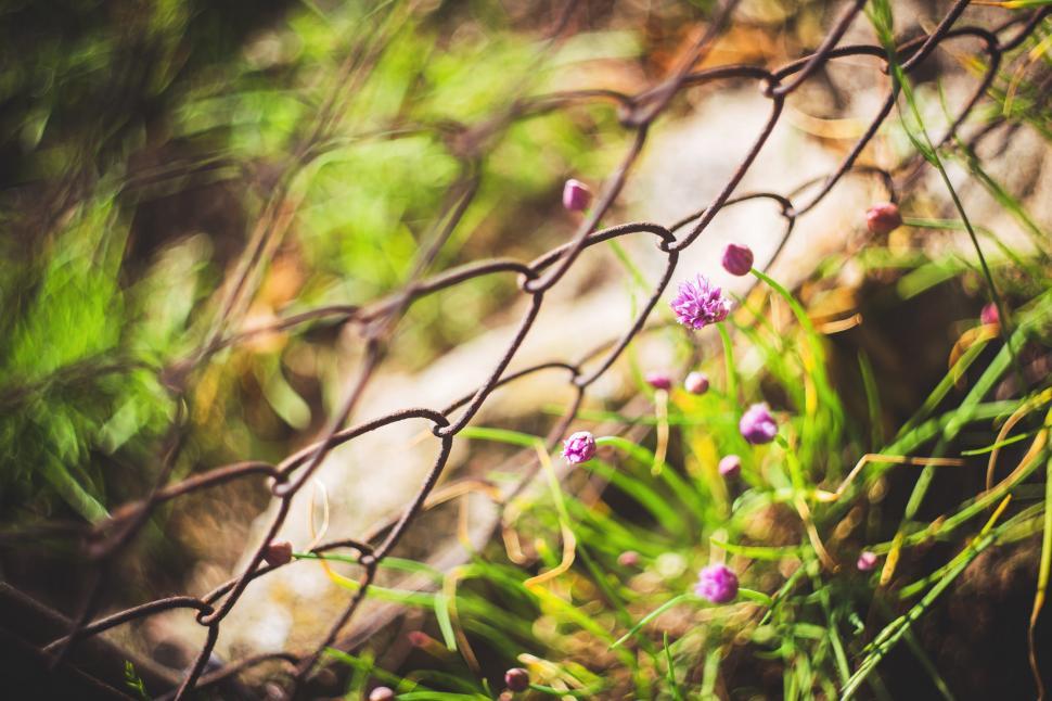 Free Image of Fence With Flowers Growing Through It 