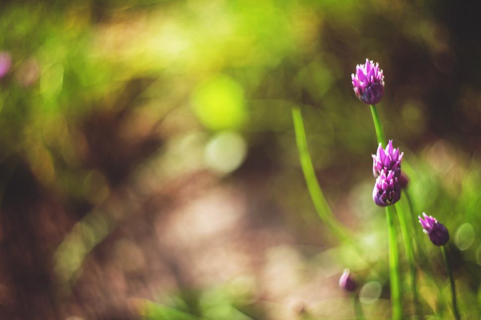 Free Image of Close Up of Purple Flowers in Field 