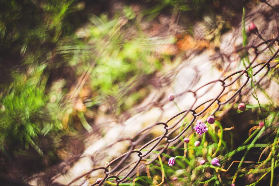 Free Image of Chain Link Fence With Flowers 