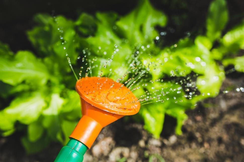 Free Image of Watering System Sprinkling Water on Plant 
