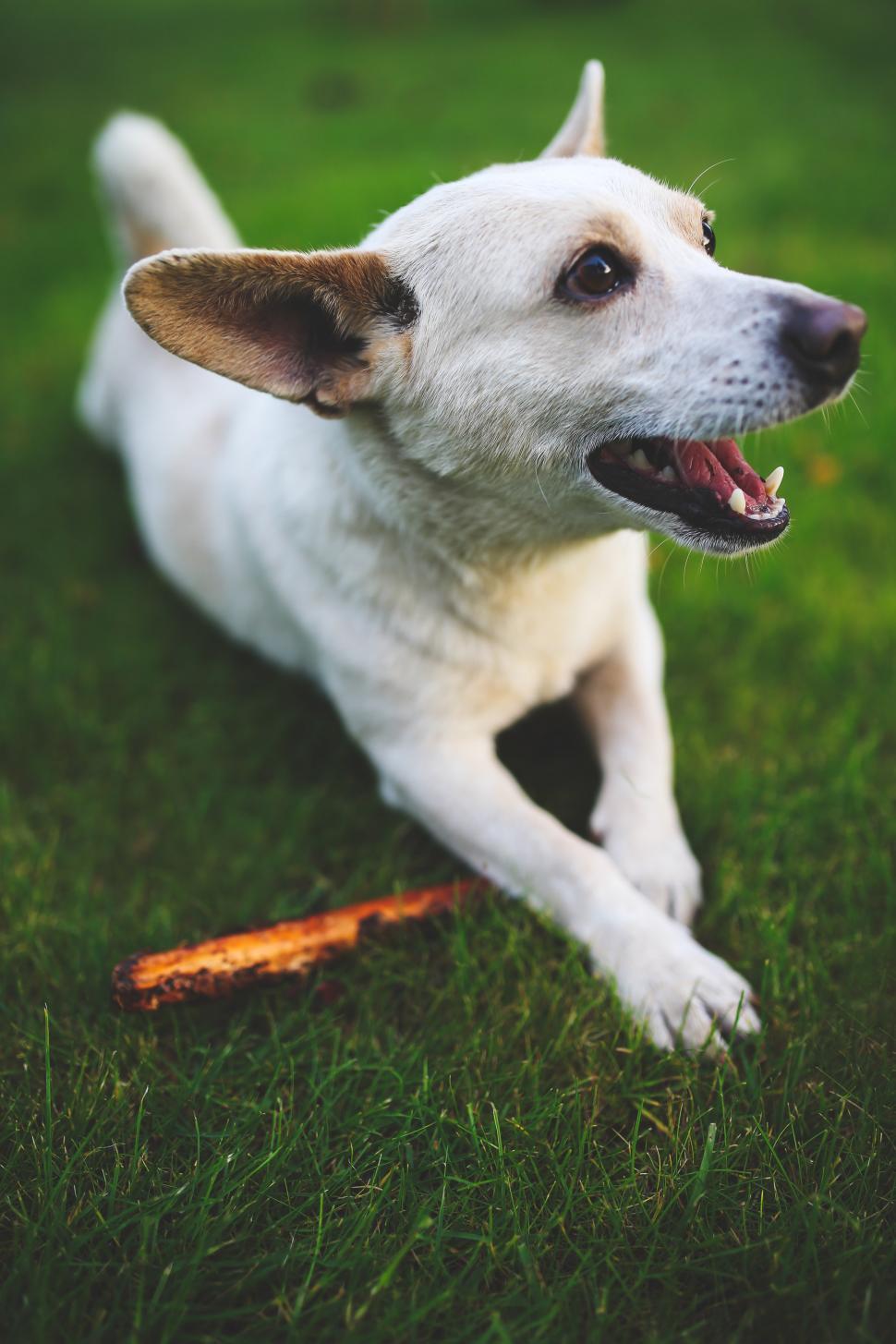 Free Image of White Dog Resting on Lush Green Field 