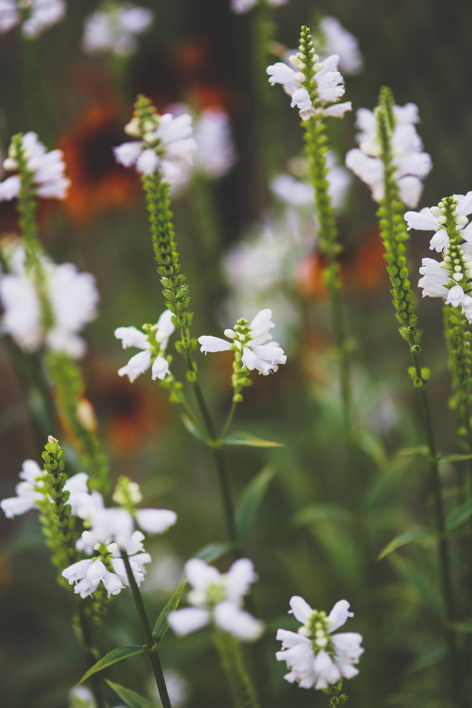 Free Image of White Flowers Blooming in Field 