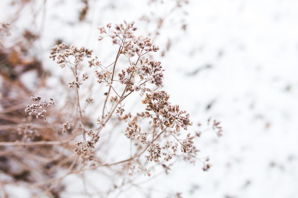 Free Image of Close Up of Snowy Plant 
