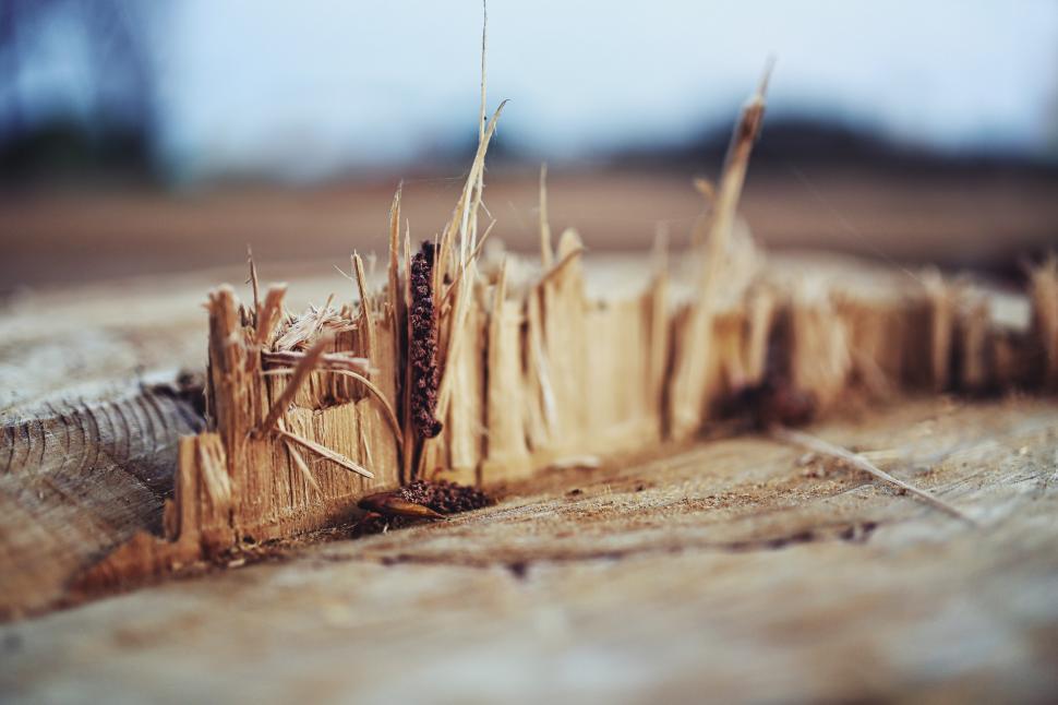 Free Image of Close Up of Wood With Grass 