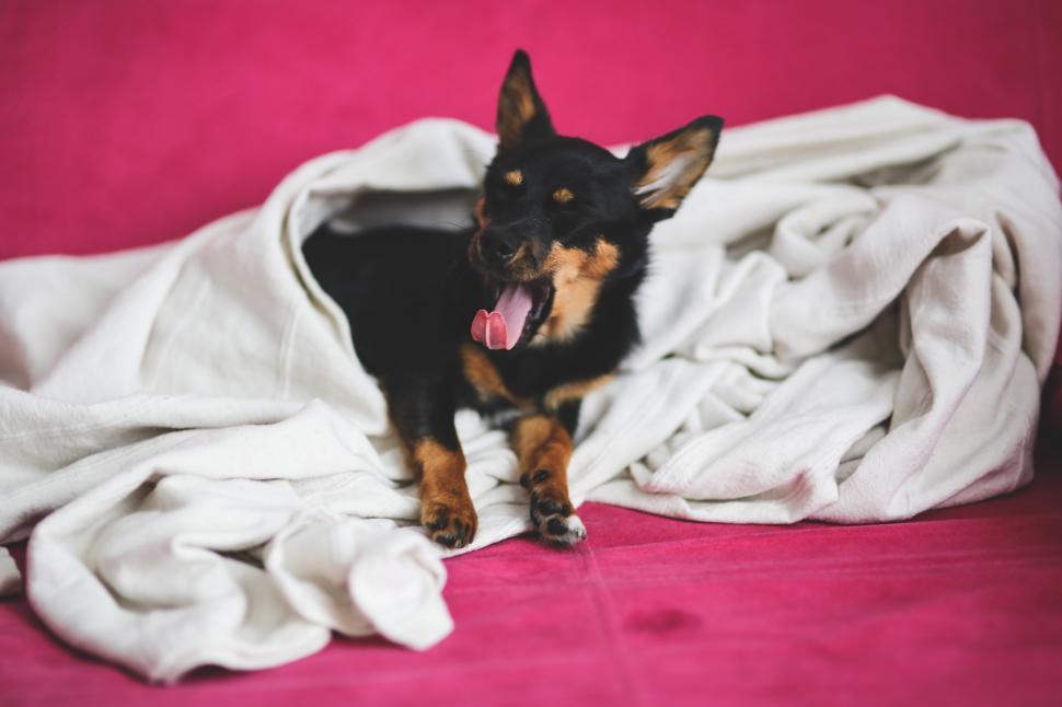 Free Image of Black and Brown Dog Laying on Pink Blanket 