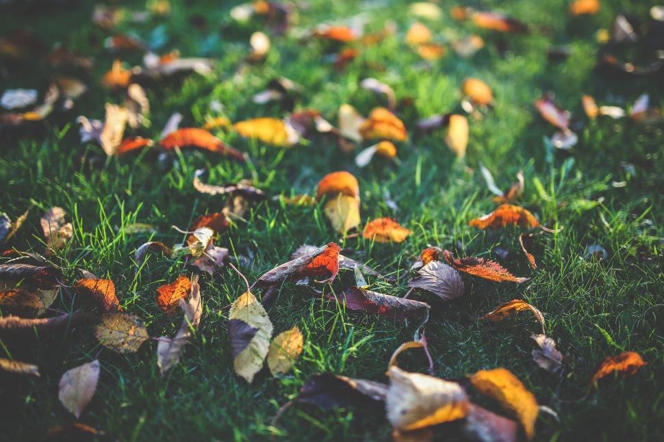 Free Image of Cluster of Leaves Scattered on the Grass 