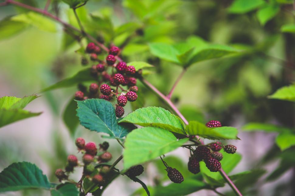 Free Image of Berries on a Tree With Green Leaves in the Background 