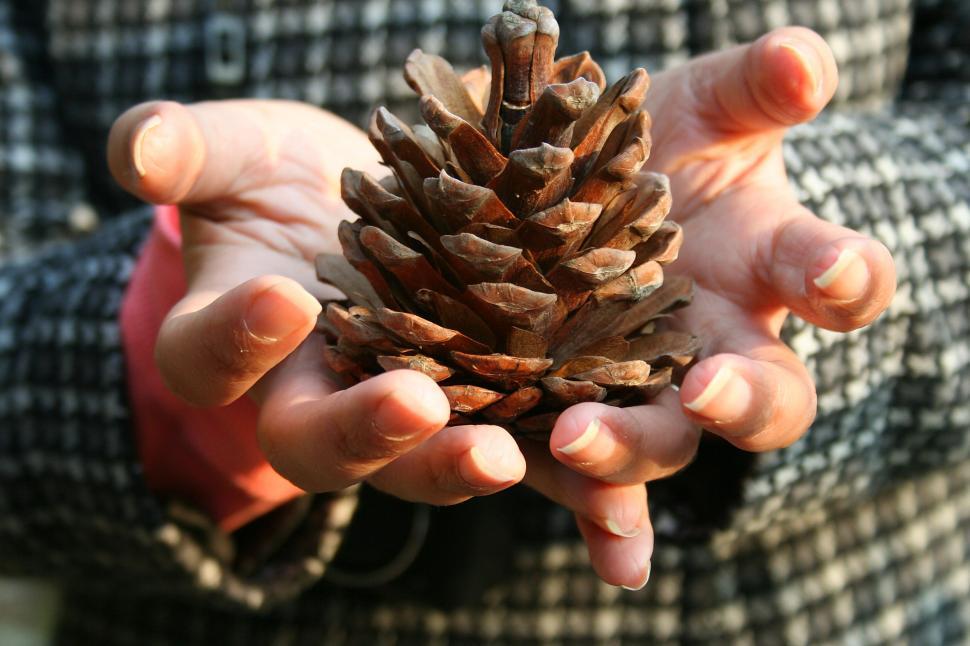 Free Image of Autumn pine cone 