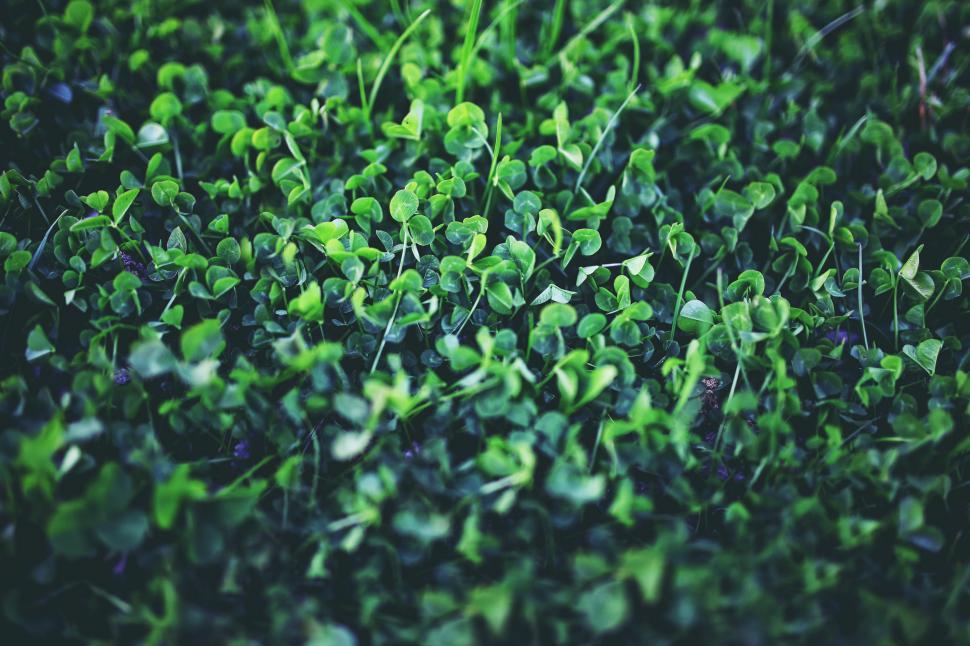 Free Image of Close Up of Lush Green Plants in Nature 