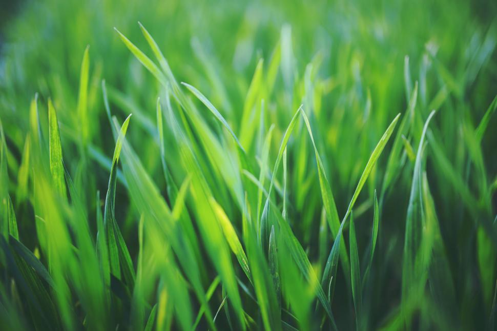 Free Image of Green grass 