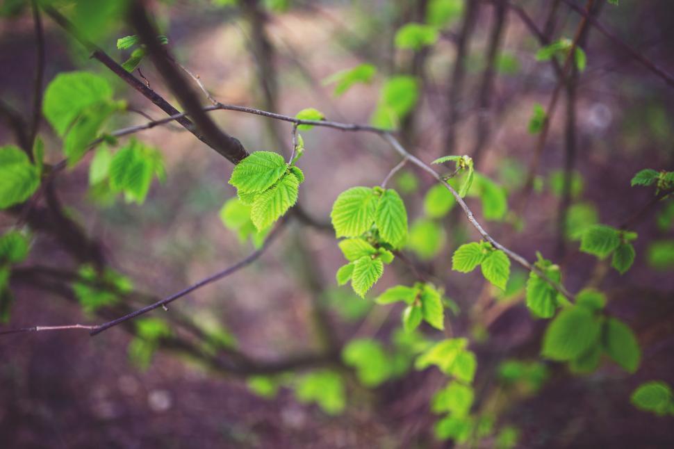 Free Image of Branch of a Tree With Green Leaves 
