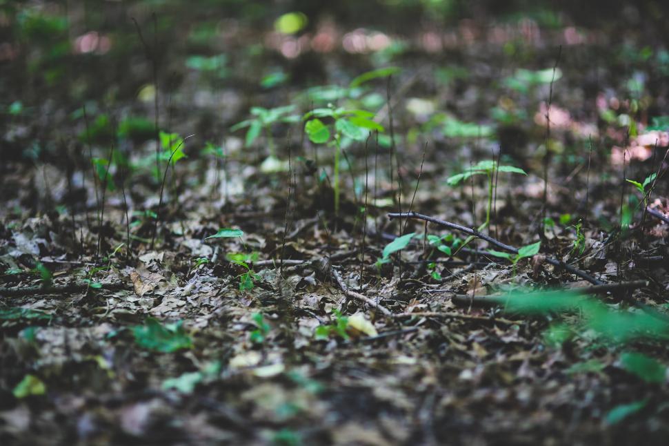 Free Image of Group of Small Plants Growing on the Ground 