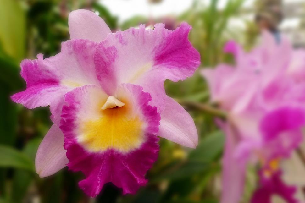 Free Image of Orchid Cattleya Hybrid Flower 