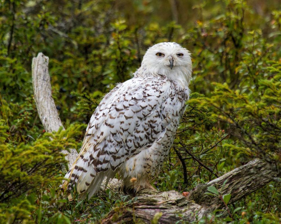 Free Image of Snowy owl 