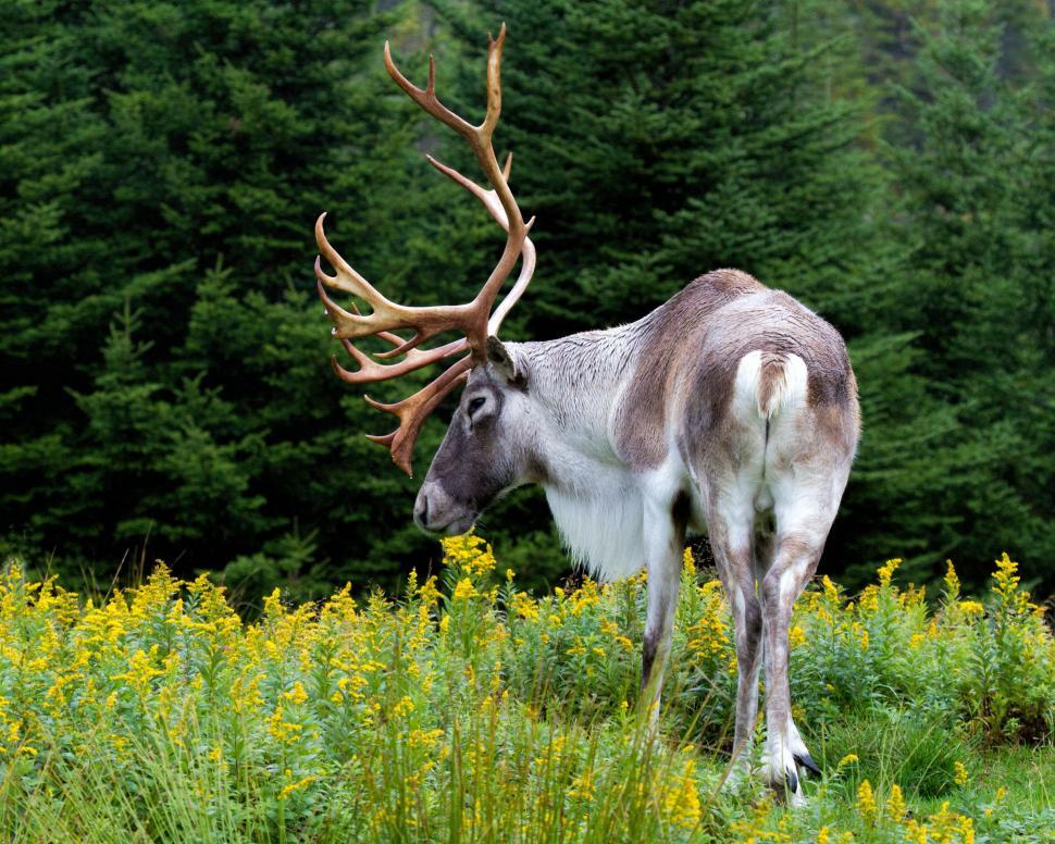 Free Image of Caribou and flowers 